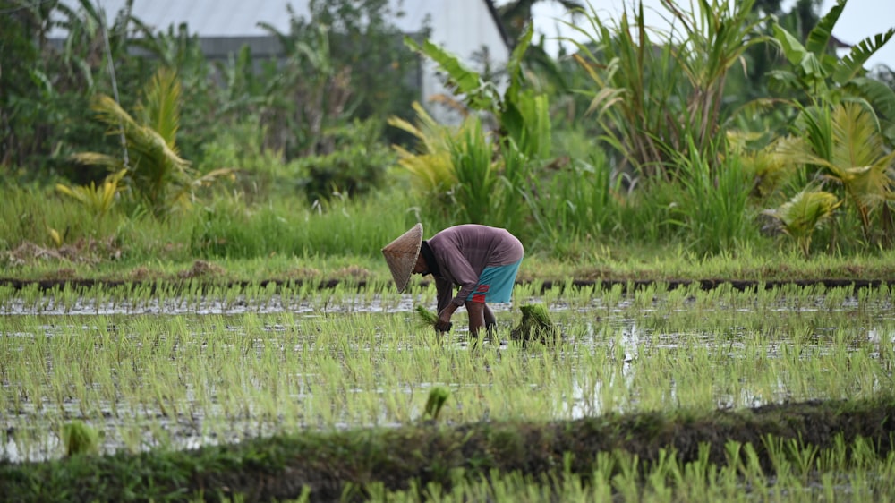 a woman is working in a rice field