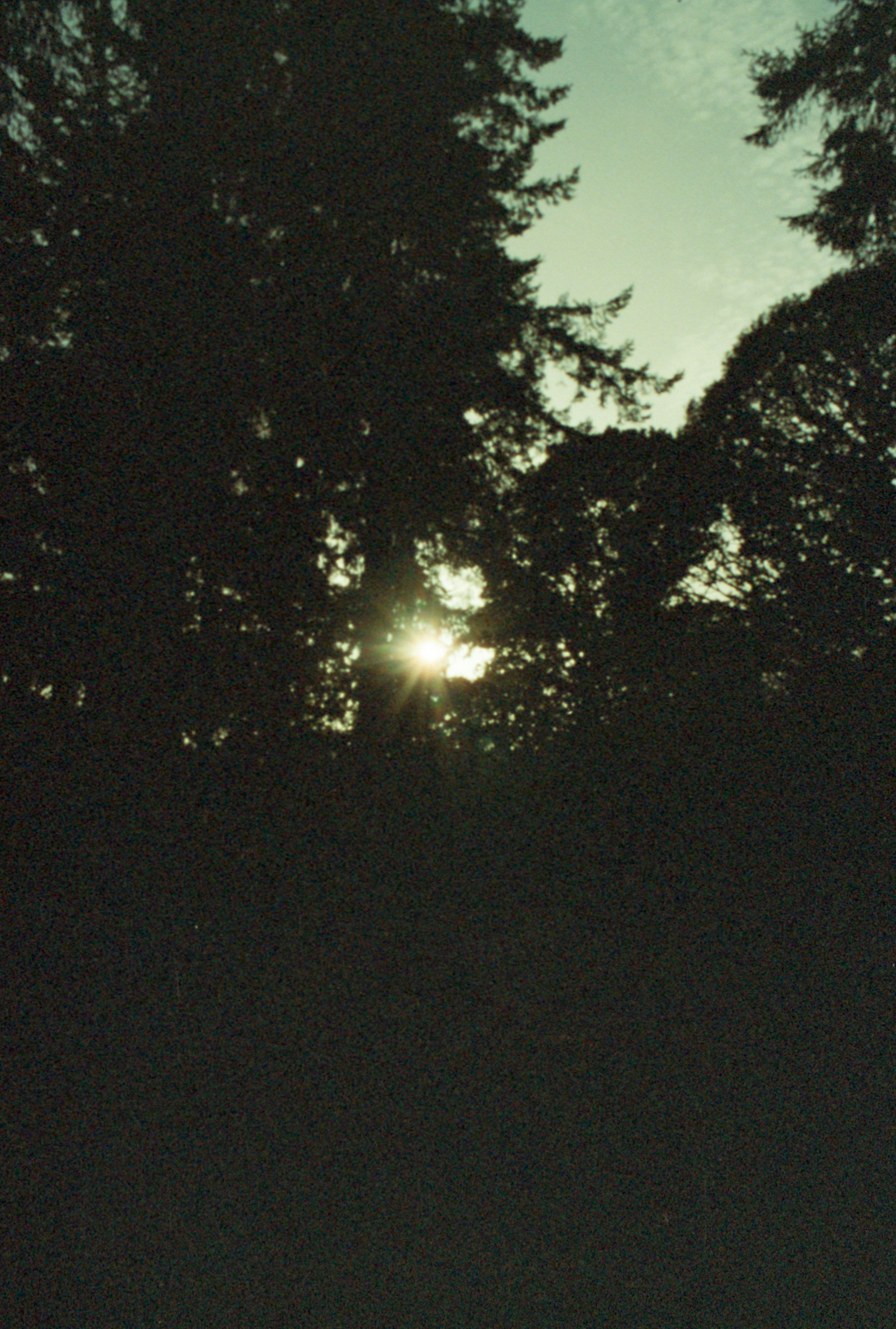 the sun is shining through the trees in the dark