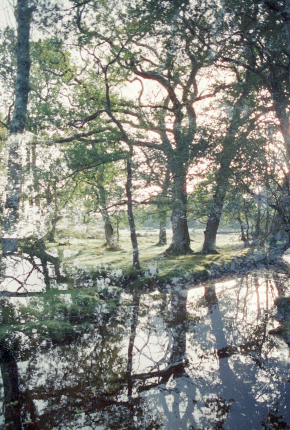 trees reflected in the water of a pond