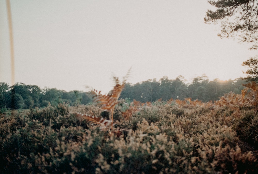 a giraffe standing in the middle of a field