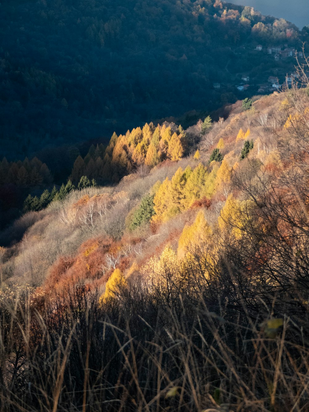 a view of a hillside with trees and mountains in the background