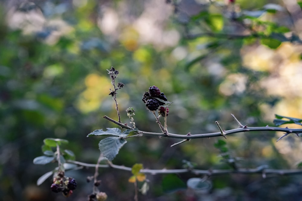 a close up of a branch with berries on it