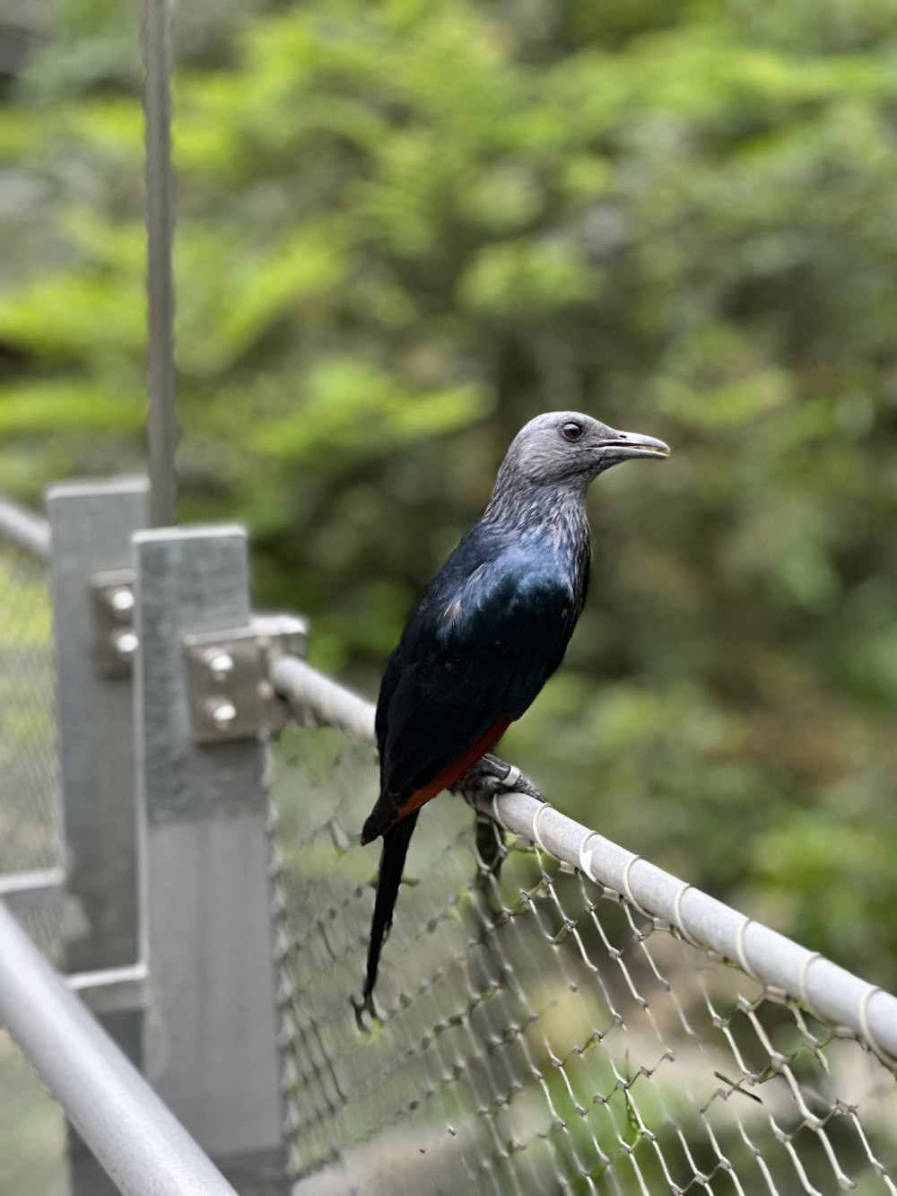 a bird is perched on a metal fence
