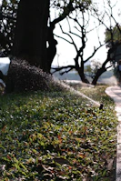Gardener watering a newly planted fruit tree under a sunny sky