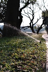 A sprinkler waters a lush patch of grass near a large tree on a sunny day. The background includes silhouetted tree branches against a bright sky, and a path runs alongside the grass, partially in shadow.