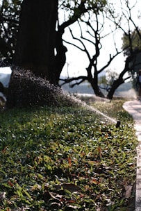 A sprinkler waters a lush patch of grass near a large tree on a sunny day. The background includes silhouetted tree branches against a bright sky, and a path runs alongside the grass, partially in shadow.