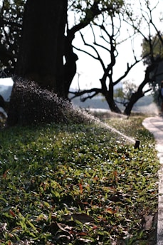 A sprinkler waters a lush patch of grass near a large tree on a sunny day. The background includes silhouetted tree branches against a bright sky, and a path runs alongside the grass, partially in shadow.