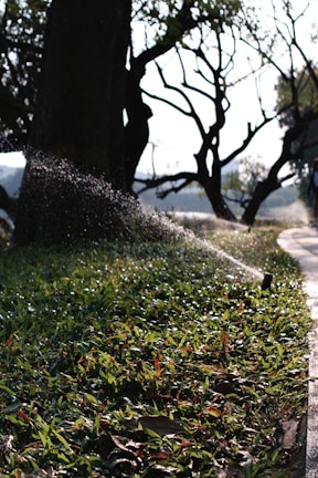 A sprinkler waters a lush patch of grass near a large tree on a sunny day. The background includes silhouetted tree branches against a bright sky, and a path runs alongside the grass, partially in shadow.