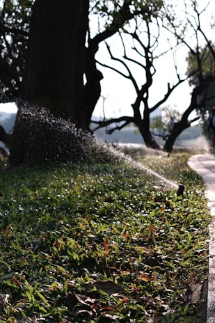 A sprinkler waters a lush patch of grass near a large tree on a sunny day. The background includes silhouetted tree branches against a bright sky, and a path runs alongside the grass, partially in shadow.