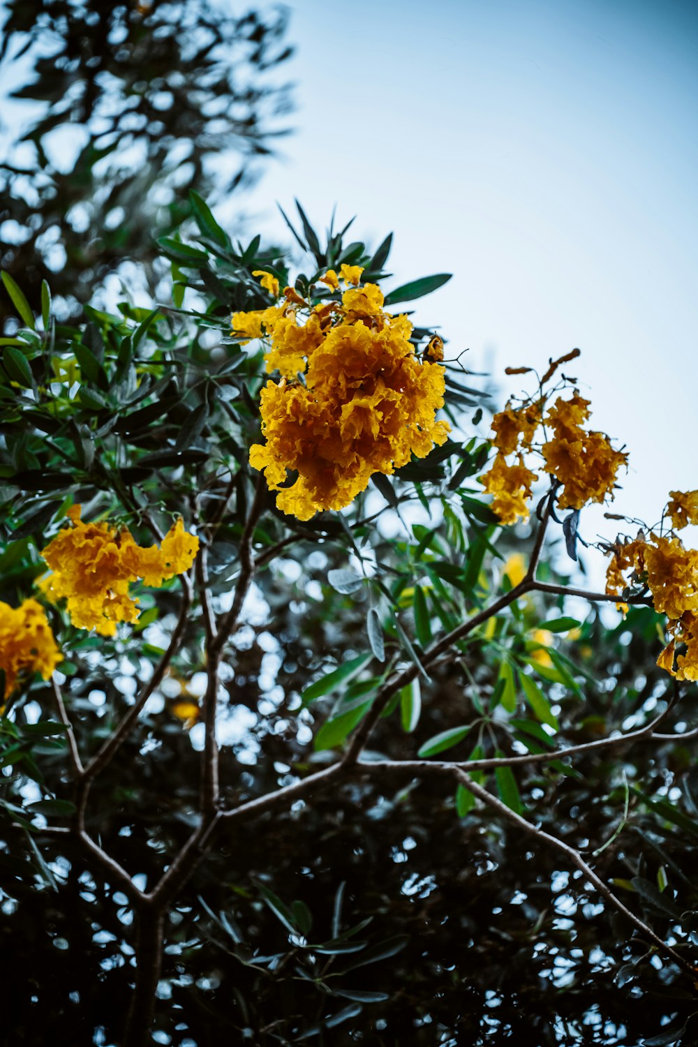 a tree with yellow flowers and green leaves