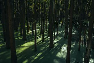A foggy Everglades swamp at dusk with shadowy silhouettes of cypress trees and flickering flashlight beams.