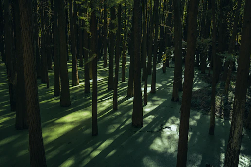A foggy Everglades swamp at dusk with shadowy silhouettes of cypress trees and flickering flashlight beams.