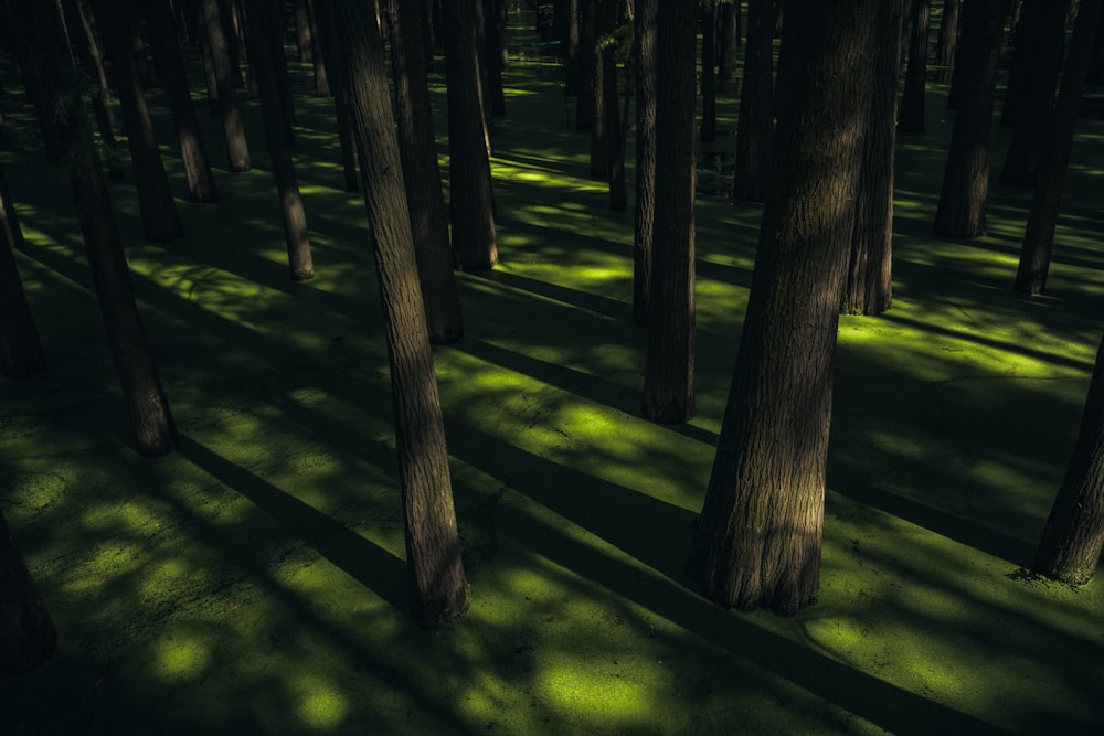 a group of trees that are standing in the grass