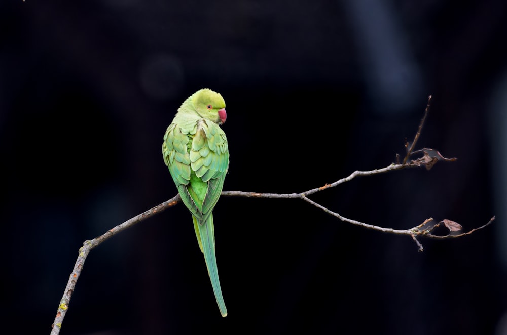 a green bird sitting on top of a tree branch