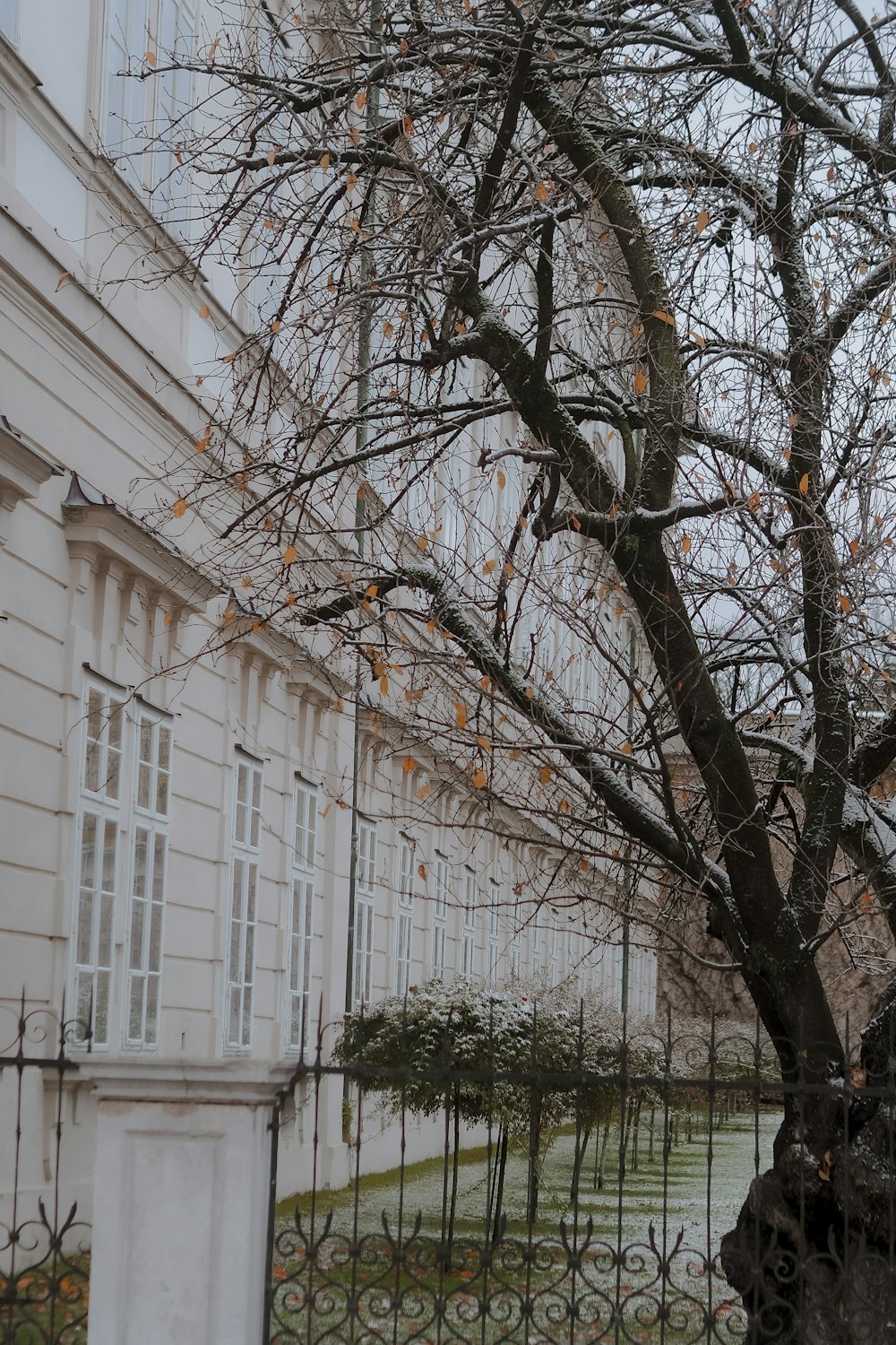 a tree with no leaves in front of a building