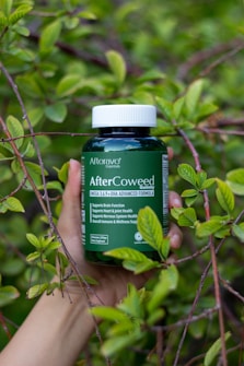 A hand holds a dark green bottle of dietary supplement gummies amidst bright green leaves. The bottle is labeled as 'AfterCoweed' and contains omega 3, 6, 9, and DHA advanced formula. The background features dense foliage.