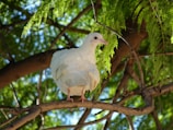 A serene white dove soaring gently above a quiet cemetery at sunset.