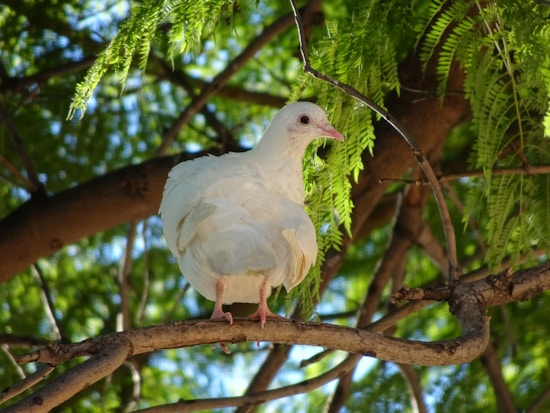 A white dove perched on a tree branch surrounded by lush green leaves, with sunlight filtering through the foliage creating a serene and peaceful atmosphere.