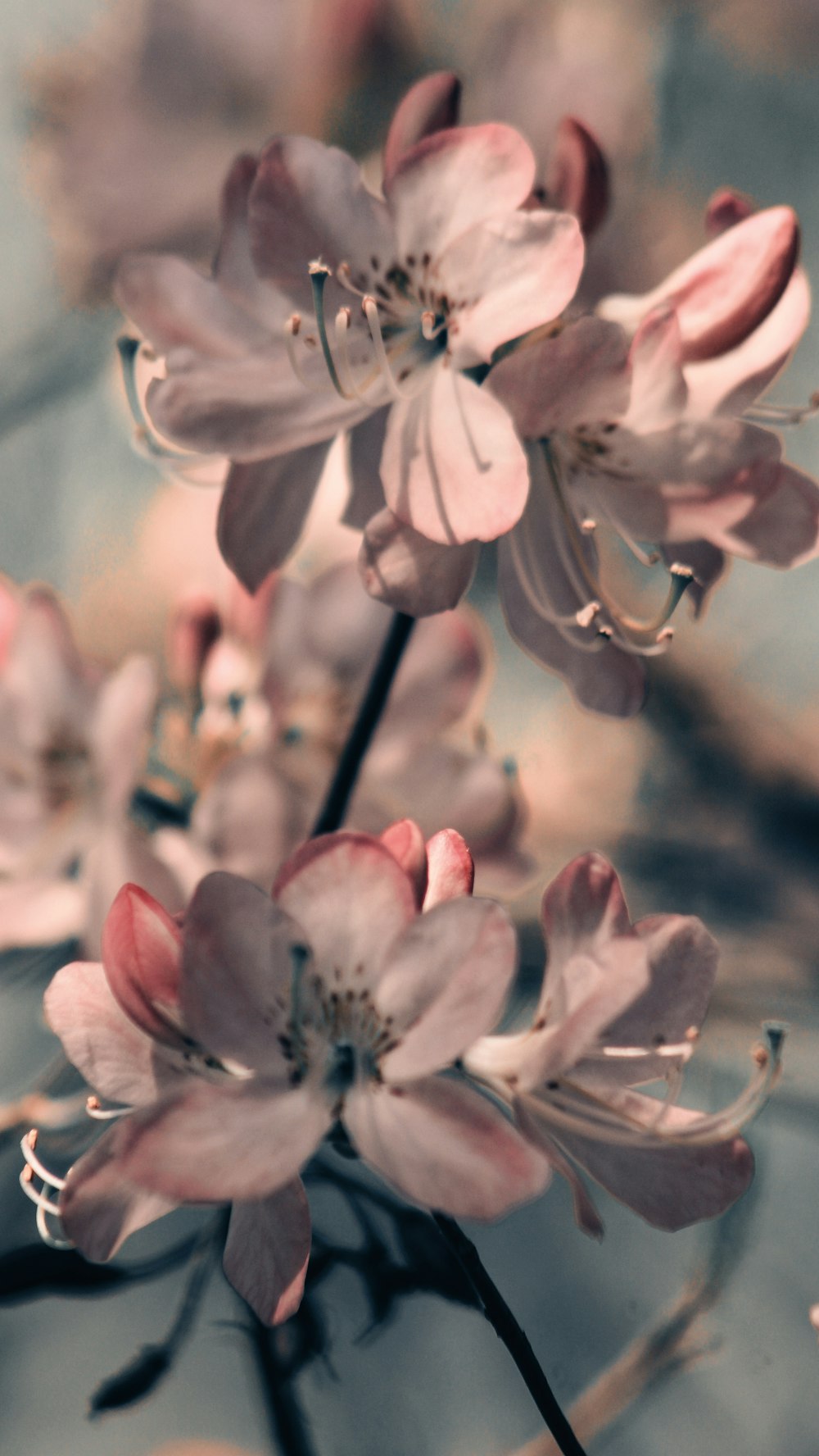 a bunch of flowers that are on a table