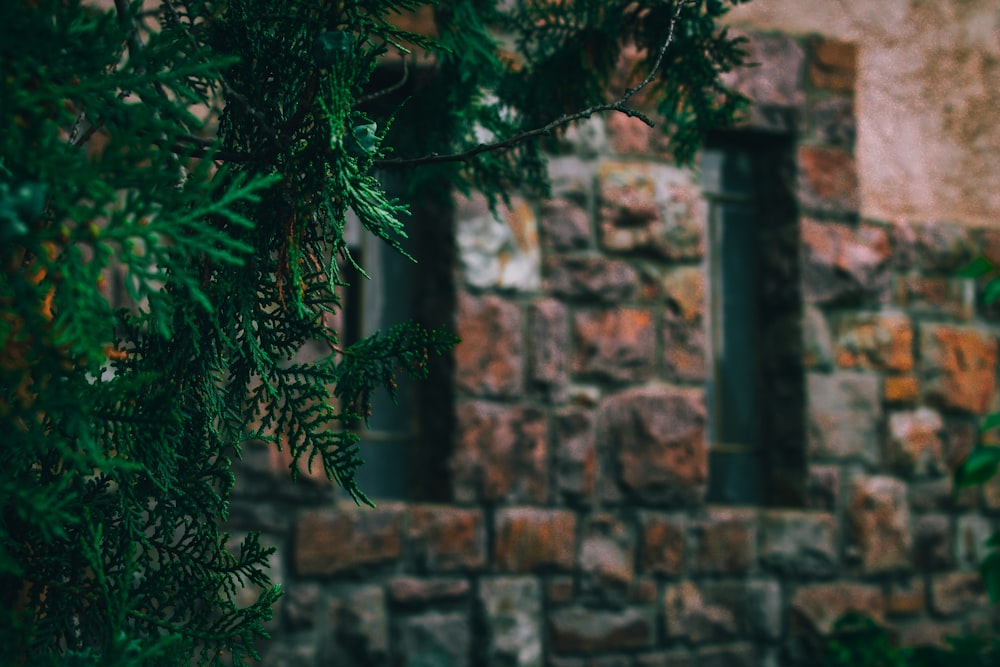 a close up of a tree near a brick building