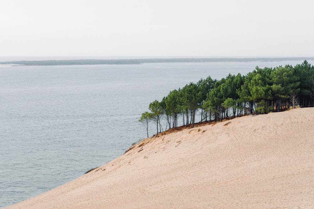 a row of trees sitting on top of a sandy beach