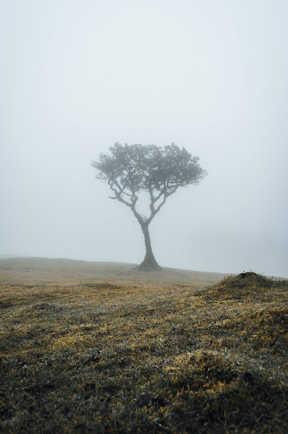 a lone tree in a foggy field