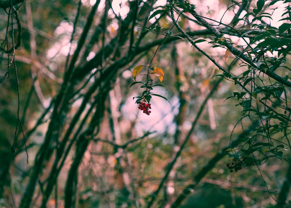 a branch with some red berries hanging from it