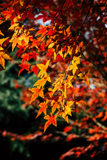 A close-up of vibrant autumn leaves in warm earth tones, capturing the essence of the season.