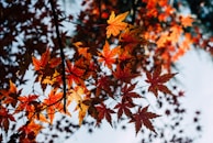 A trimmed maple tree with neatly shaped branches glowing in late afternoon sunlight.