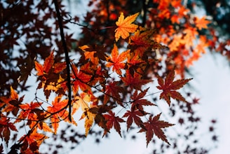 A trimmed maple tree with neatly shaped branches glowing in late afternoon sunlight.