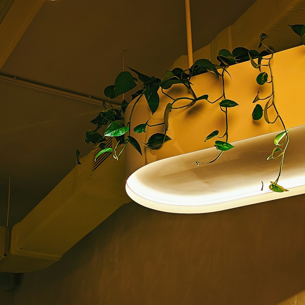 a plant is growing on a light fixture