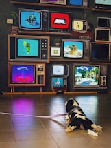 A dog lies on the floor, facing a wall adorned with a variety of vintage televisions. The screens display colorful, abstract, and pixelated digital images. The floor is tiled, and the dog's leash is visible, adding a domestic touch to the retro and artistic setup.
