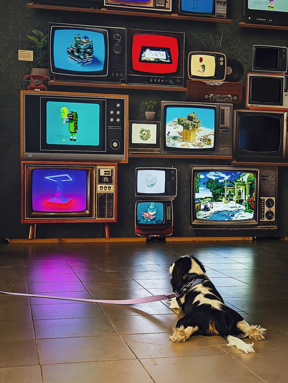 a black and white dog laying on the floor in front of televisions