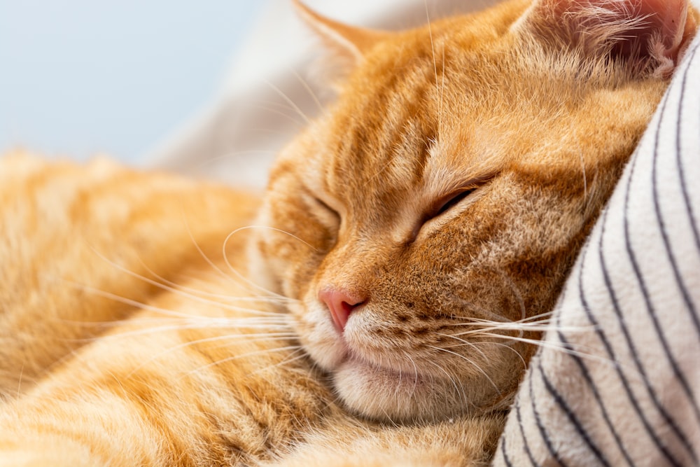 a close up of a cat sleeping on a bed