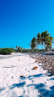 A serene beach lined with tall coconut trees swaying in the breeze.