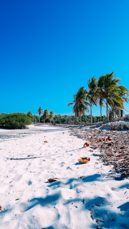 A serene beach lined with tall coconut trees swaying in the breeze.