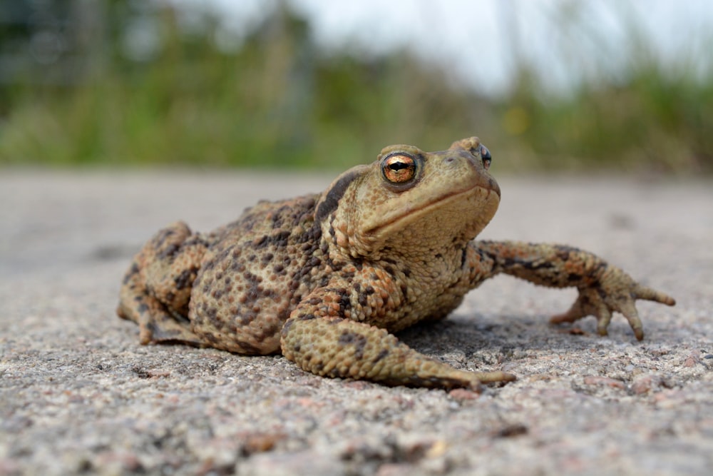a brown and black frog sitting on the ground