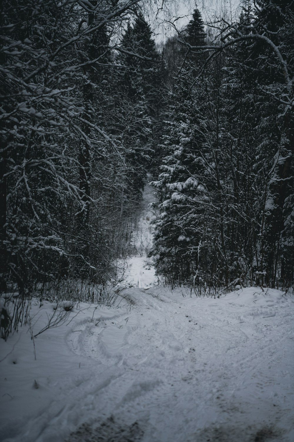 a snow covered path in the middle of a forest