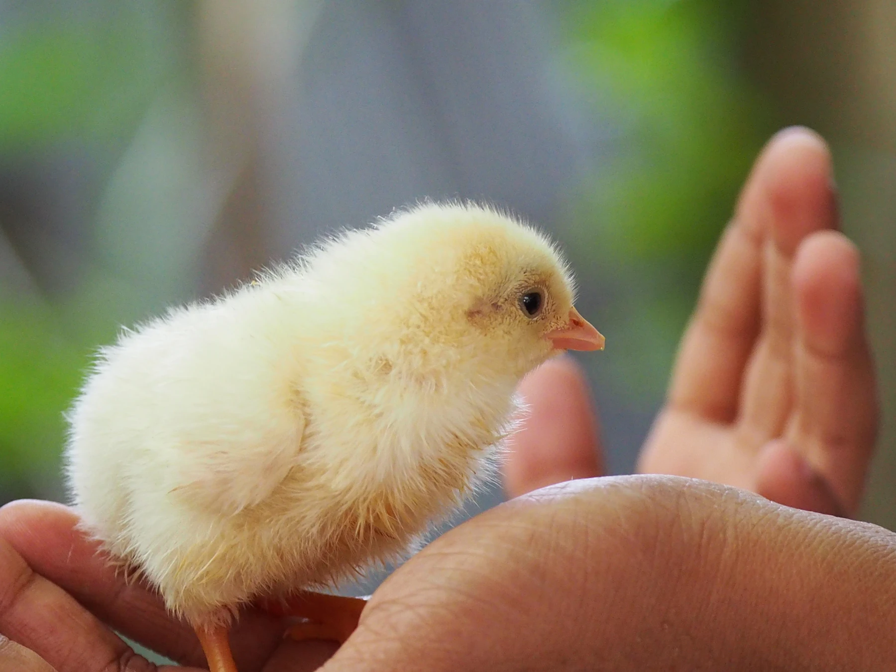 A pale-yellow baby chick standing on a person's cupped hands