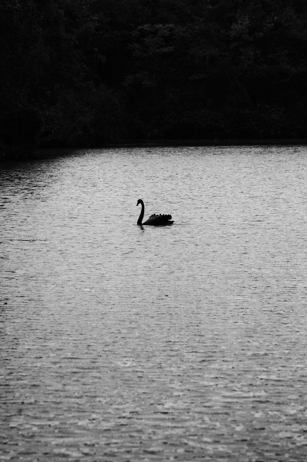 a black and white photo of a swan swimming in a lake