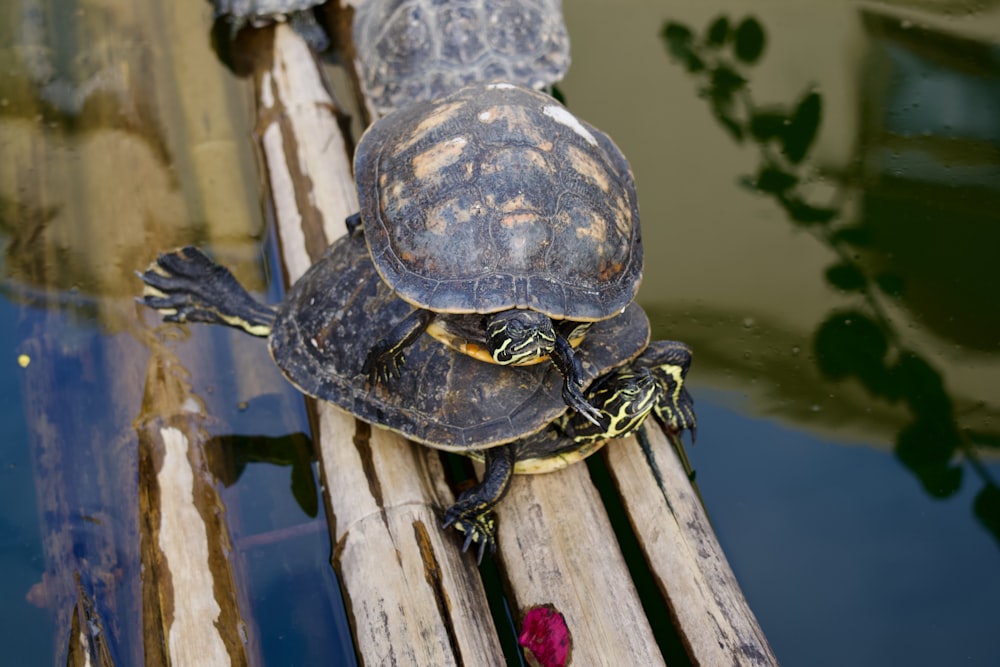 a turtle is sitting on a piece of wood