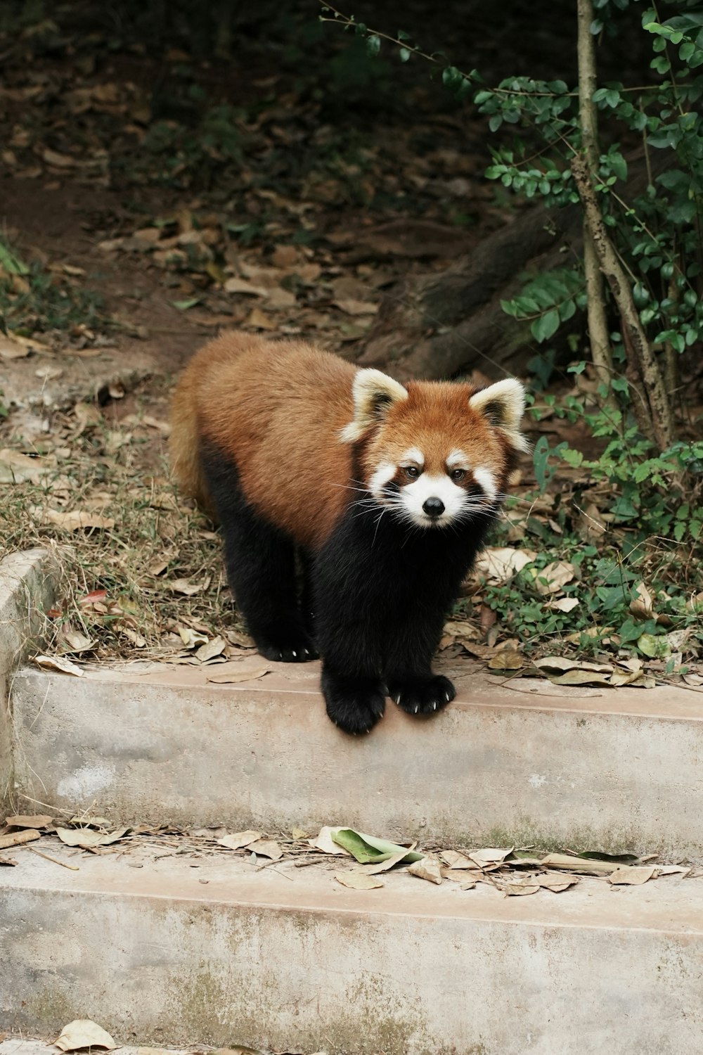 a small red panda standing on some steps