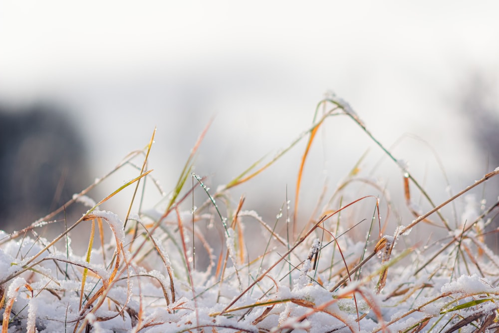 the grass is covered in snow and ice