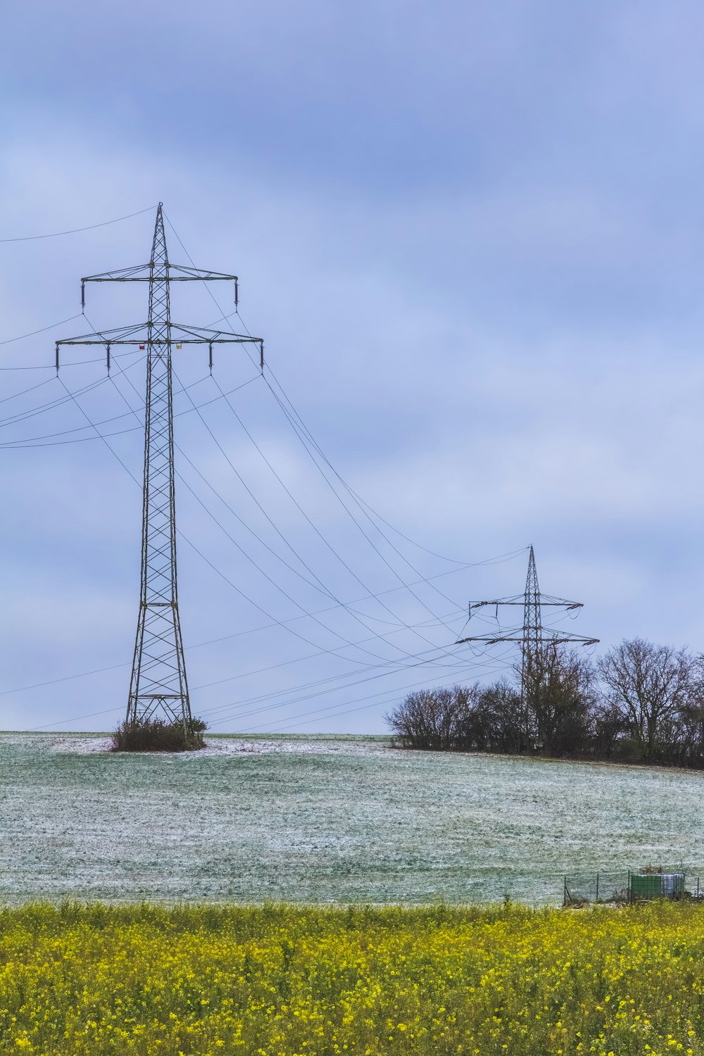 a field of yellow flowers with power lines in the background