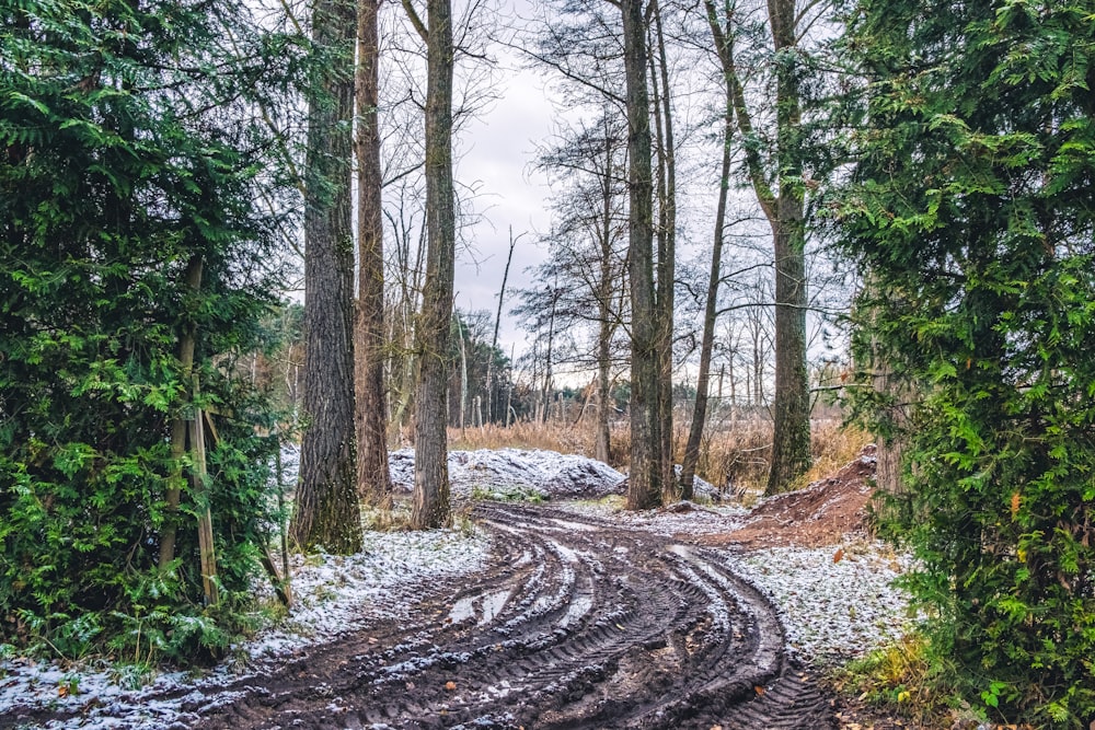 a dirt road in the middle of a forest