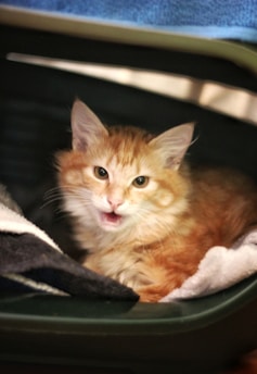 A fluffy, orange tabby kitten is sitting in a dark-green carrier lined with a soft blanket. The kitten has a curious expression with its mouth slightly open as if meowing.