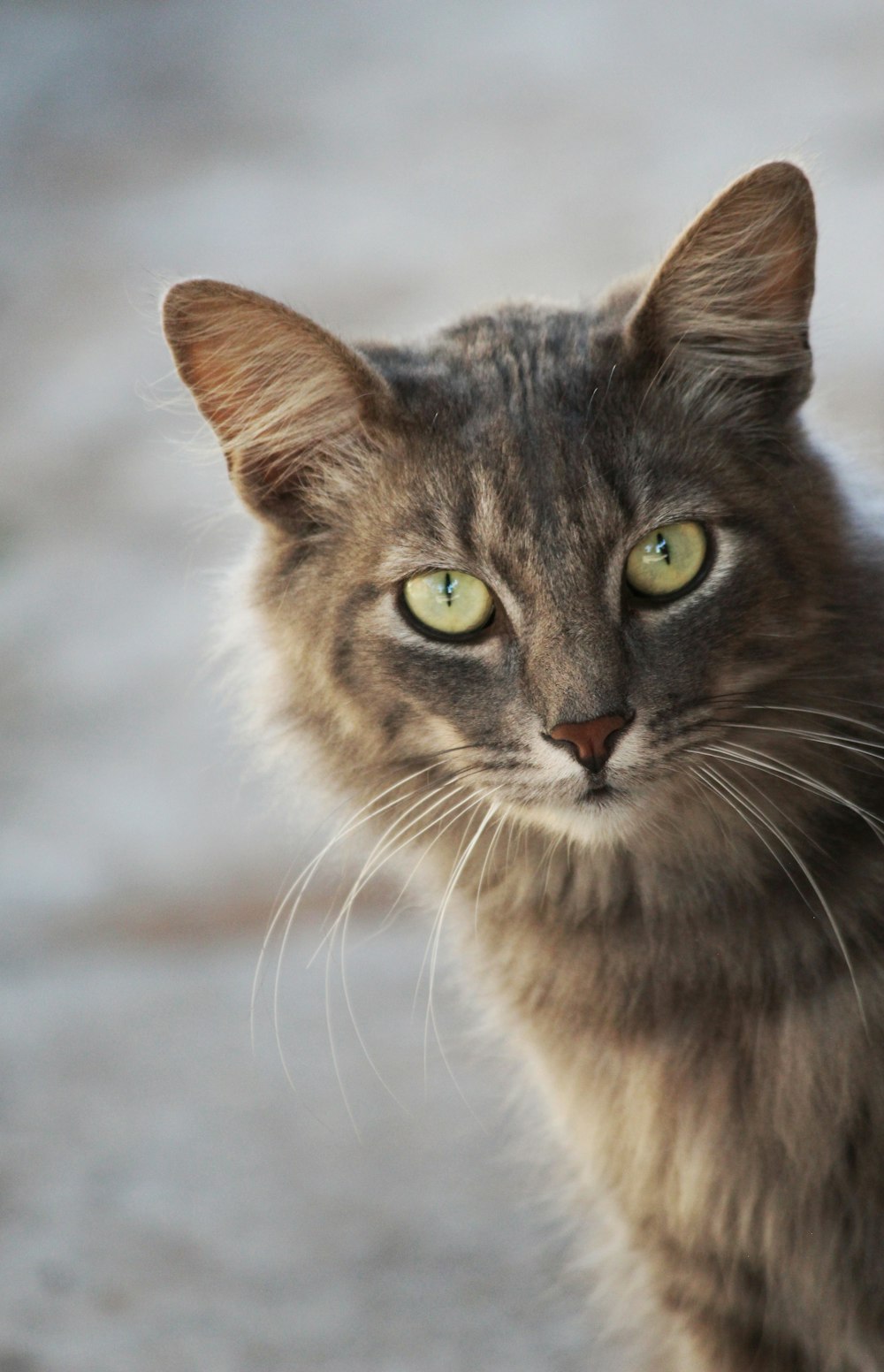 a close up of a cat with green eyes