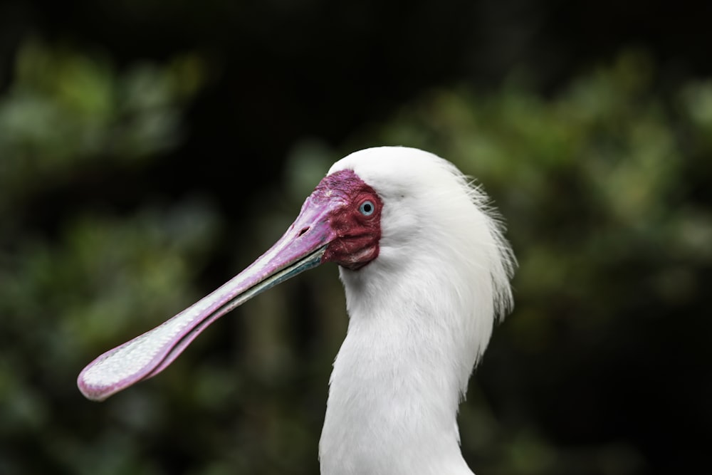 a close up of a white bird with a pink beak