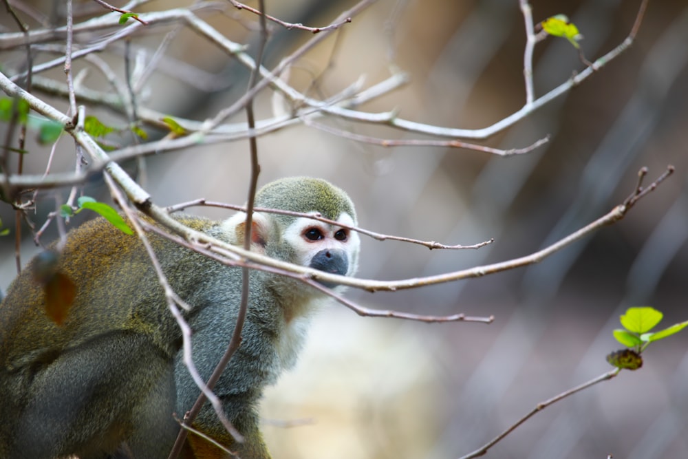 원숭이 한 마리가 나뭇가지에 앉아 있다