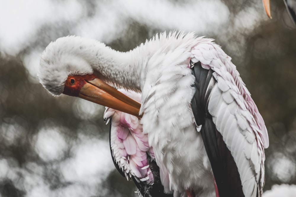 a large white bird with a long beak